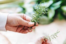 Does rosemary oil for hair growth work?