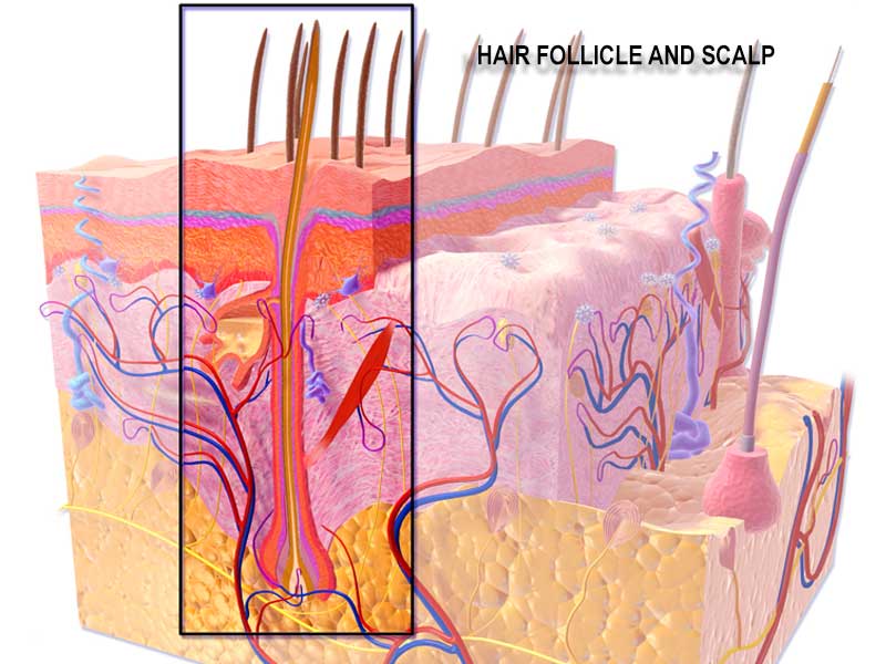 Hair Follicular Unit and hair transplant | Clinicana